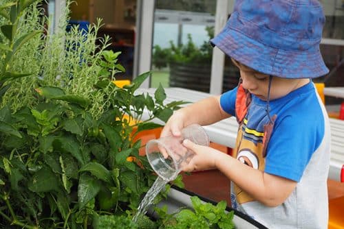 Caring for our garden